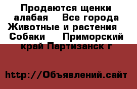 Продаются щенки алабая  - Все города Животные и растения » Собаки   . Приморский край,Партизанск г.